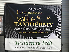 Expressions of Wildlife Taxidermy still shot